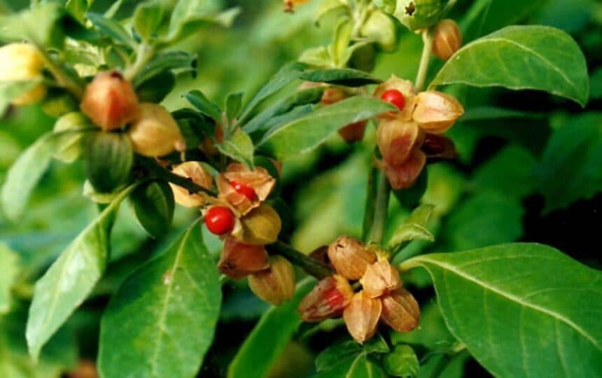 Blogujmy24.pl: Ashwagandha - czym ona jest?, Artykuły | Adaptogen