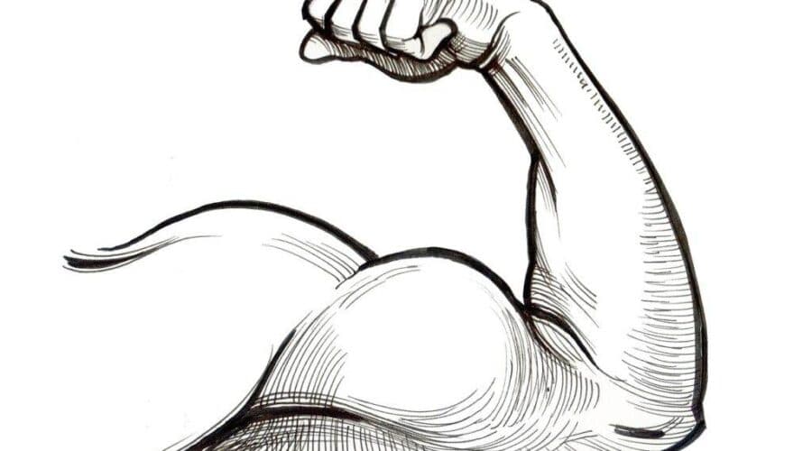 Blogujmy24.pl: Biceps - budowa i funkcje: pełne spojrzenie na anatomię., Artykuły | Biceps