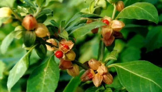 Blogujmy24.pl: Ashwagandha - czym ona jest?, Artykuły | Adaptogen