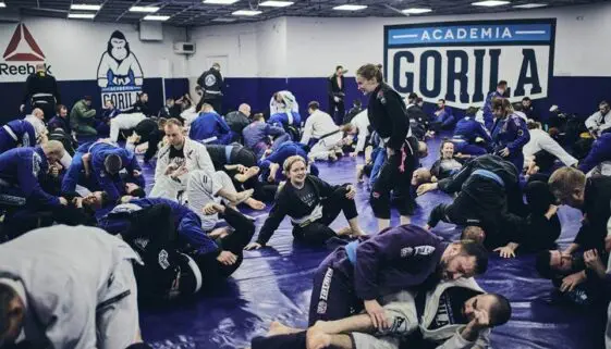 Blogujmy24.pl: KLUBY SPORTÓW WALKI: Akademia Gorila Warszawa, Artykuły | Academia Gorilla Warszawa