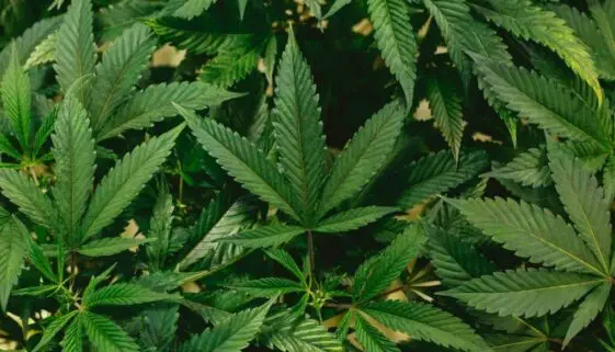 Blogujmy24.pl: Marihuana - wpływ na zdrowie i trening, Artykuły | CBD