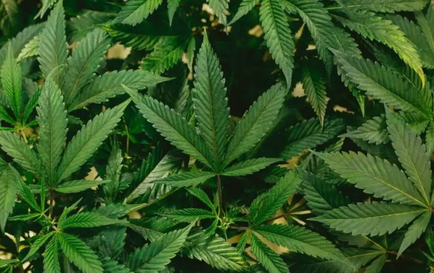 Blogujmy24.pl: Marihuana - wpływ na zdrowie i trening, Artykuły | CBD