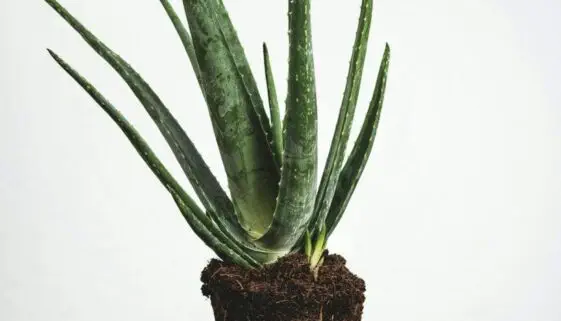 Blogujmy24.pl: Jak aloes wpływa na stan naszego zdrowia?, Artykuły | Aloes