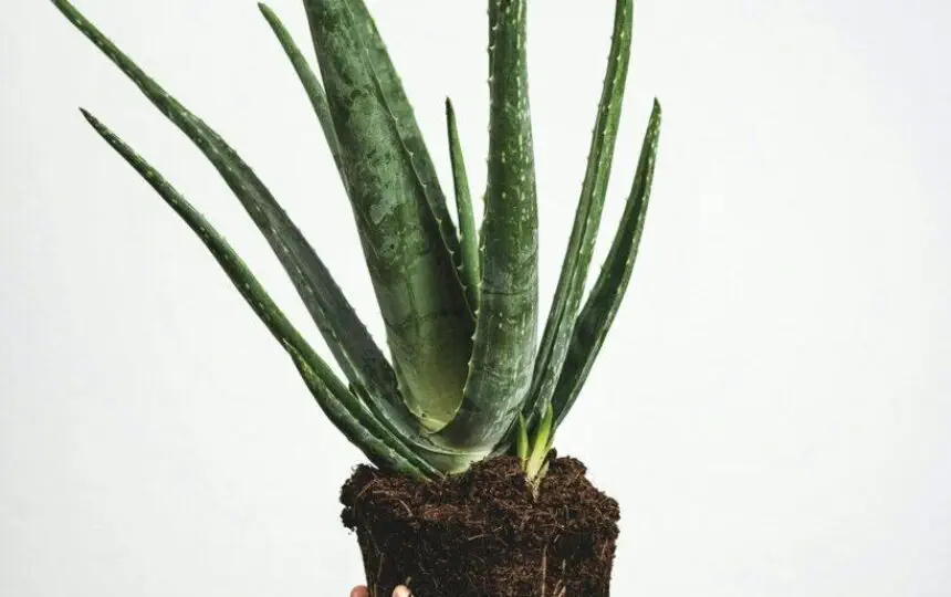 Blogujmy24.pl: Jak aloes wpływa na stan naszego zdrowia?, Artykuły | Aloes