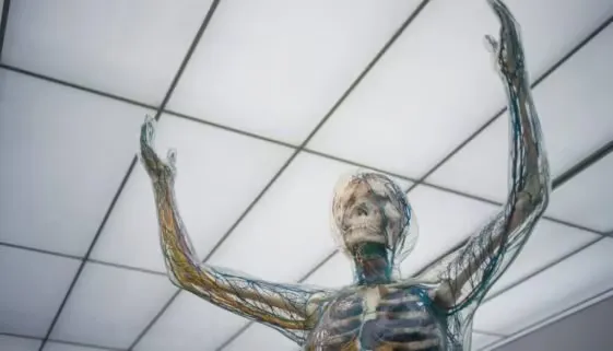 Blogujmy24.pl: Czym jest śledziona i jakie pełni funkcje w organizmie?, Artykuły | Organizm