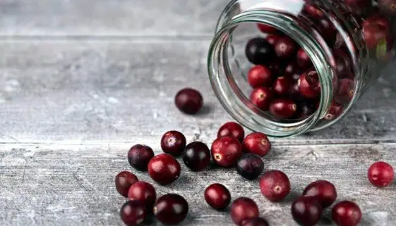 Blogujmy24.pl: Żurawina i jej wpływ na zdrowie., Artykuły | Dieta