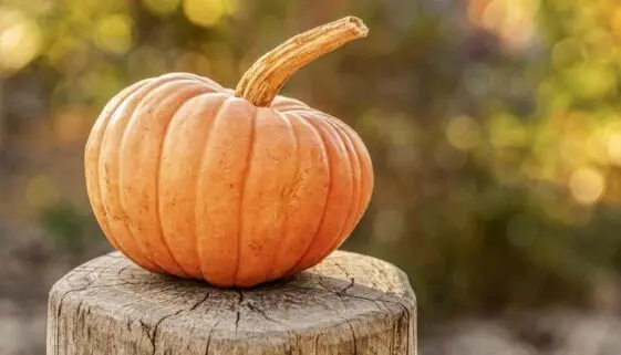 Blogujmy24.pl: Dynia, Hallowen i Twoja dieta., Artykuły | Dieta