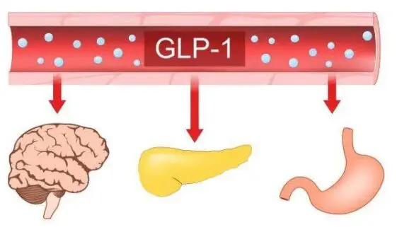 Blogujmy24.pl: Czym jest Glukagonopodobny Peptyd-1 (GLP-1)?, Artykuły | GLP-1