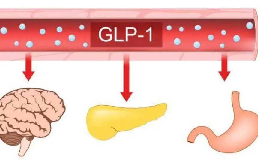 Blogujmy24.pl: Czym jest Glukagonopodobny Peptyd-1 (GLP-1)?, Artykuły | GLP-1