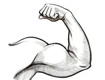 Blogujmy24.pl: Biceps - budowa i funkcje: pełne spojrzenie na anatomię., Artykuły | Biceps