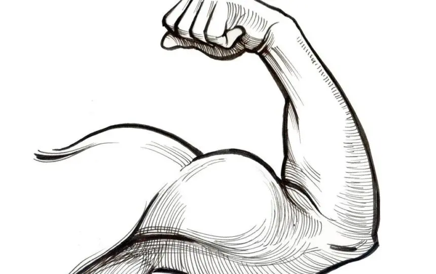 Blogujmy24.pl: Biceps - budowa i funkcje: pełne spojrzenie na anatomię., Artykuły | Biceps