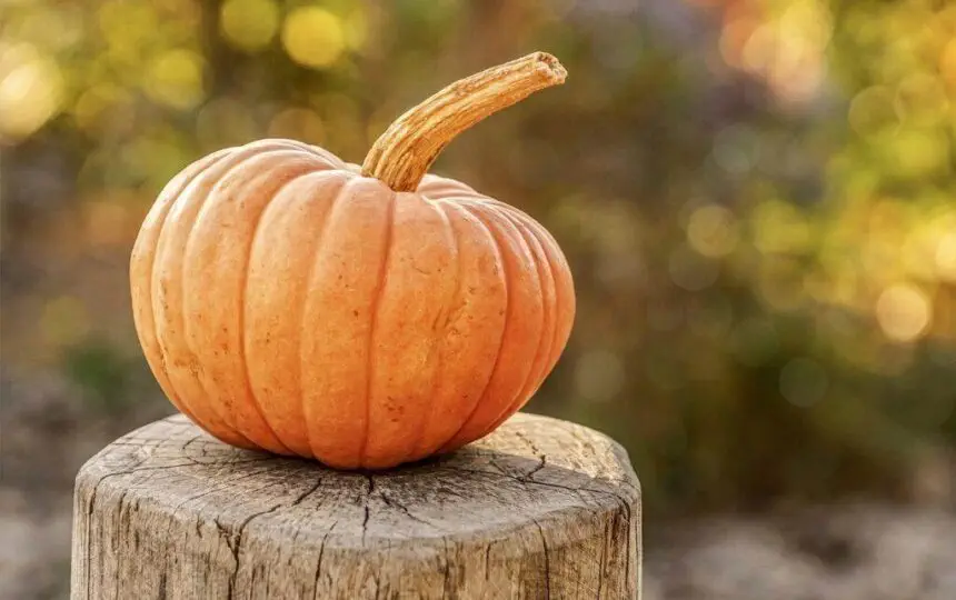 Blogujmy24.pl: Dynia, Hallowen i Twoja dieta., Artykuły | Dieta