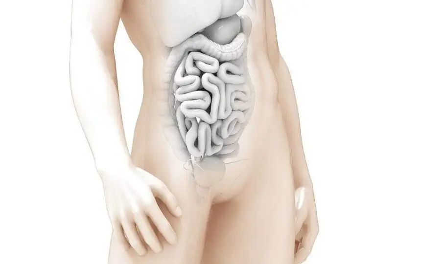 Blogujmy24.pl: Mikrobiom jelitowy a efektywność treningu?, Artykuły | Dieta